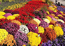 無性係香蕉性视频--花園小菊